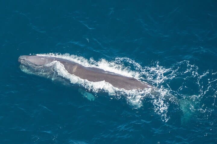 Kaikoura Helicopter Top-n-Tail Whale Watch — Alpine Landing & Coastal Flight photo 3