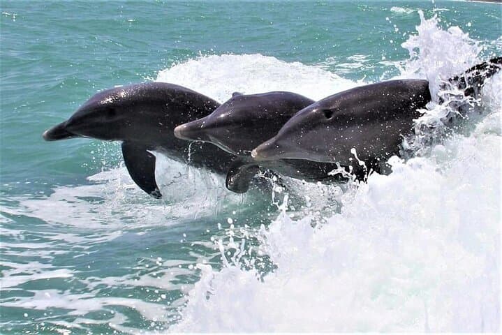 Destin Hydrojet Dolphin Cruise: Private 1-Hour Dolphin Watching & Crab Island Loop photo 4