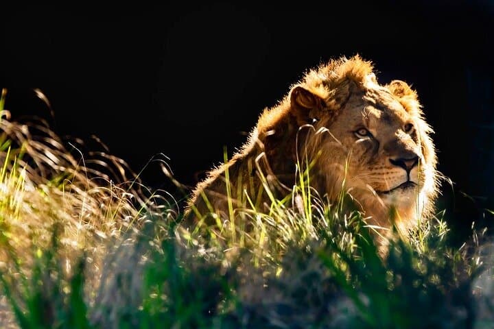 Taronga Zoo Sydney: Harbour-Edge Wildlife Encounters and Practical Visitor Guide photo 3