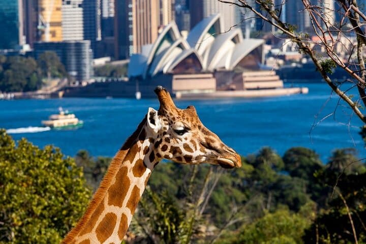 Taronga Zoo Sydney: Harbour-Edge Wildlife Encounters and Practical Visitor Guide
