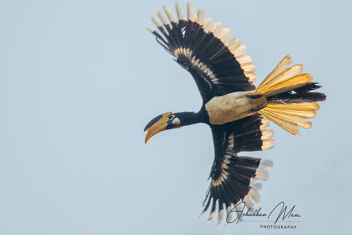 Birding in Dandeli: 3-Day Homestay Birdwatching Tour from Hubli photo 1