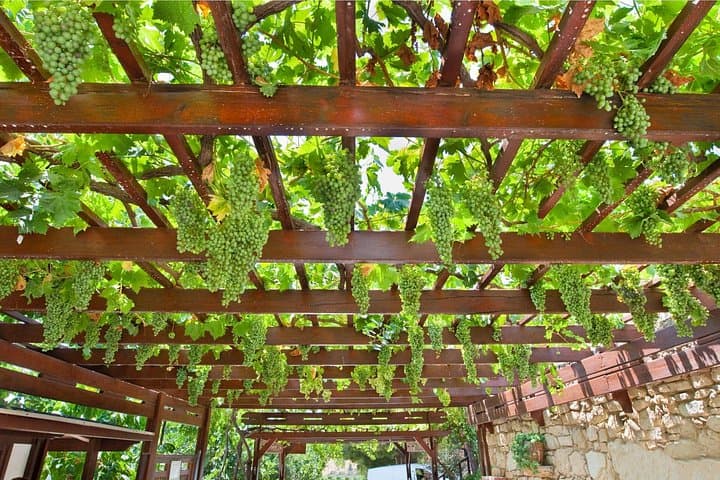Private Wine Tasting in Crete — Boutique Winery Tour & Organic Vintages photo 4