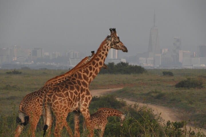 Exploring Nairobi National Park, Elephant Orphanage & Giraffe Centre: A Day of Wildlife and Conservation photo 6