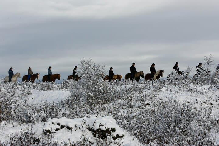 Ride Icelandic Horses and Chase Whales: Day Tour from Reykjavik photo 5