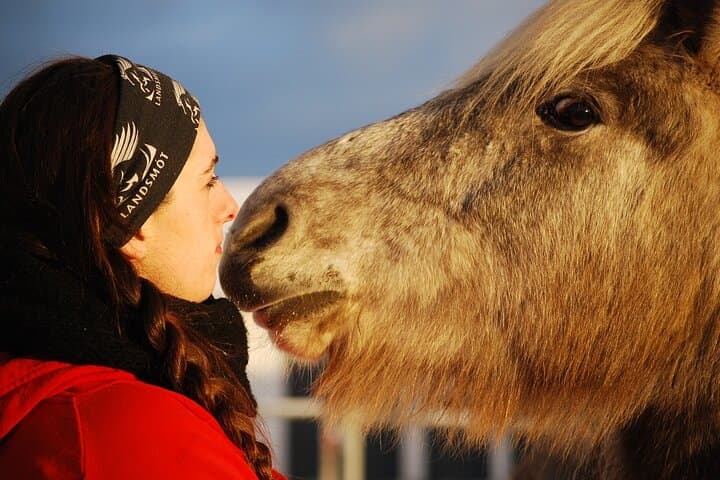 Ride Icelandic Horses and Chase Whales: Day Tour from Reykjavik photo 6