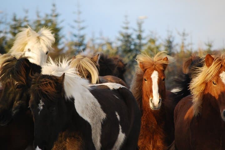 Ride Icelandic Horses and Chase Whales: Day Tour from Reykjavik photo 2