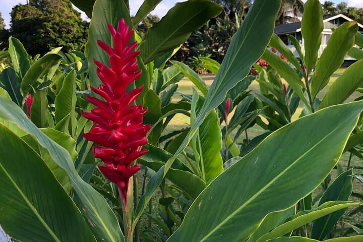 Reverse Road to Hana: Full-Circle Luxury Tour from West Maui photo 6