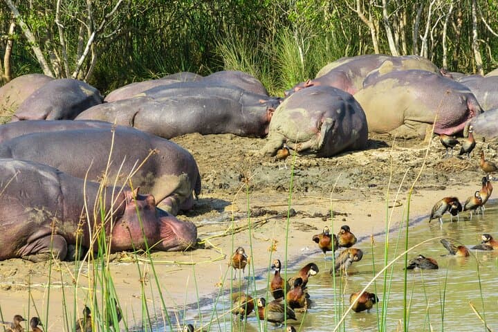 Hippo and Croc Estuary Cruise: St. Lucia Boat Safari in iSimangaliso photo 3