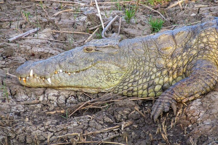 Hippo and Croc Estuary Cruise: St. Lucia Boat Safari in iSimangaliso photo 4