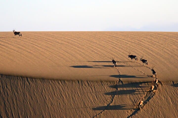 Sandwich Harbour Half-Day 4x4 Tour from Walvis Bay with Lunch photo 6