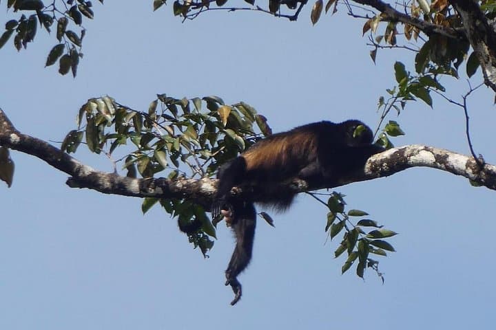Paddle the Canals of Tortuguero: Guided Canoe Wildlife Tour photo 4