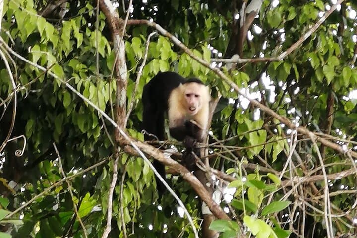 Gatun Lake & Monkey Island Rainforest Tour — Panama Canal Wildlife Cruise photo 5