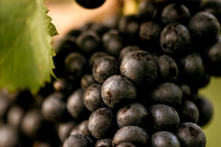 Oastbrook Vineyard Owner Tour & Wine Tasting — Kent Wine Experience photo 5