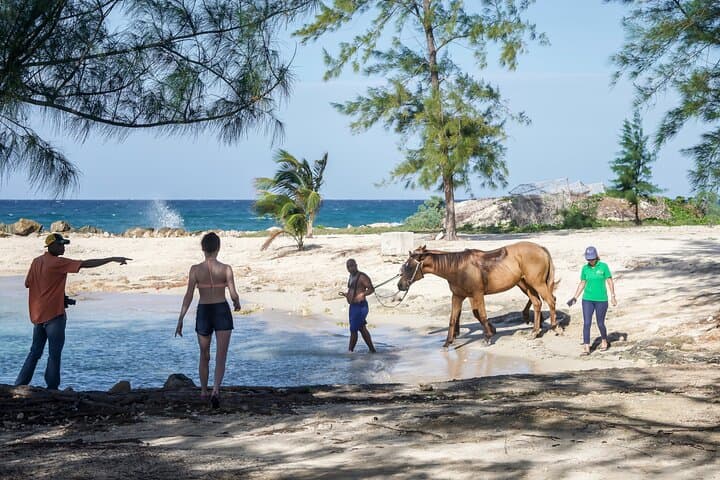 Horseback Riding to Blue Hole with Local Lunch in Ocho Rios photo 1