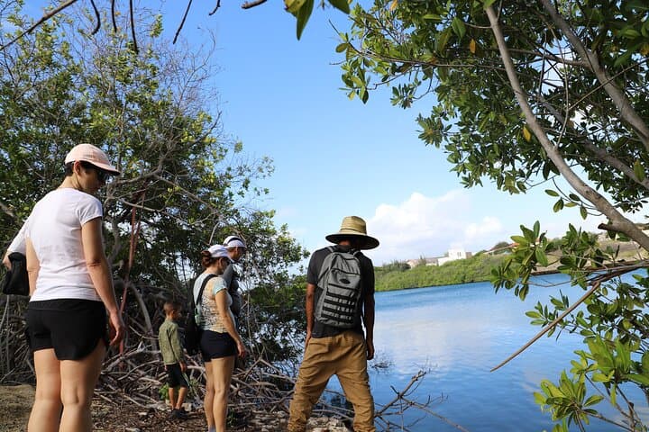 Spanish Lagoon Mangrove Trail: Aruba Bird-Watching & Historic Gold Ruins Walk photo 6