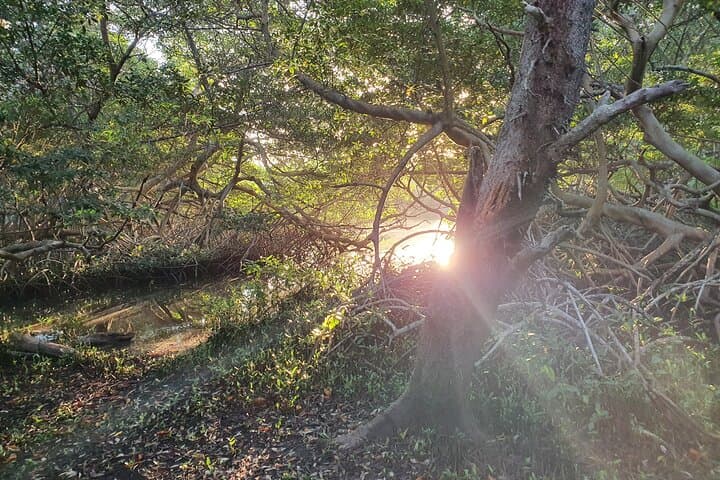 Spanish Lagoon Mangrove Trail: Aruba Bird-Watching & Historic Gold Ruins Walk