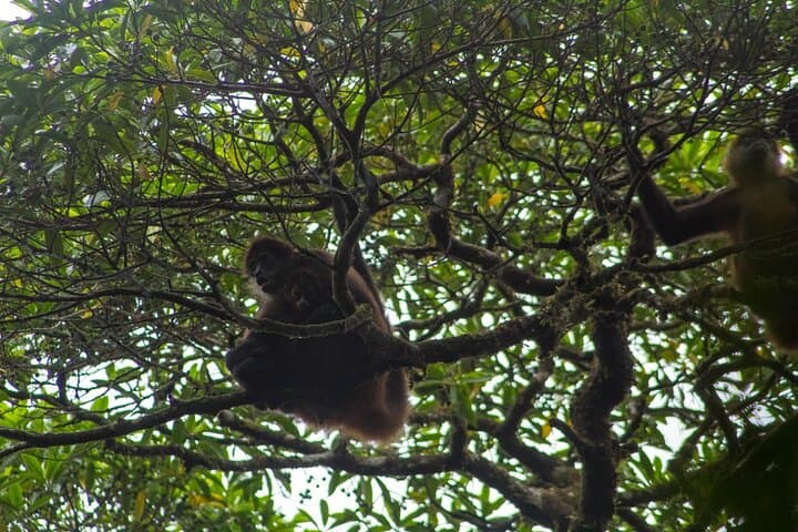 Arenal Volcano Afternoon Hike & Natural Hot Springs: Hike, History, and Soak photo 6
