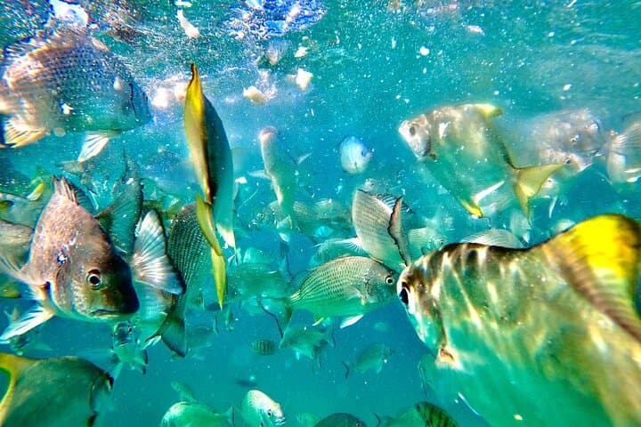 Moreton Island Day Trip: Kayak, Snorkel & Sandboard from Brisbane or the Gold Coast photo 5