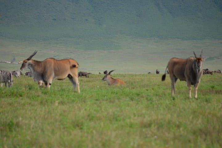 4-Day Private Safari: Serengeti, Ngorongoro & Tarangire photo 4
