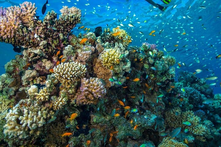 Dive the Underwater Museum of Side: Scuba Among Ruins & Sculptures photo 6