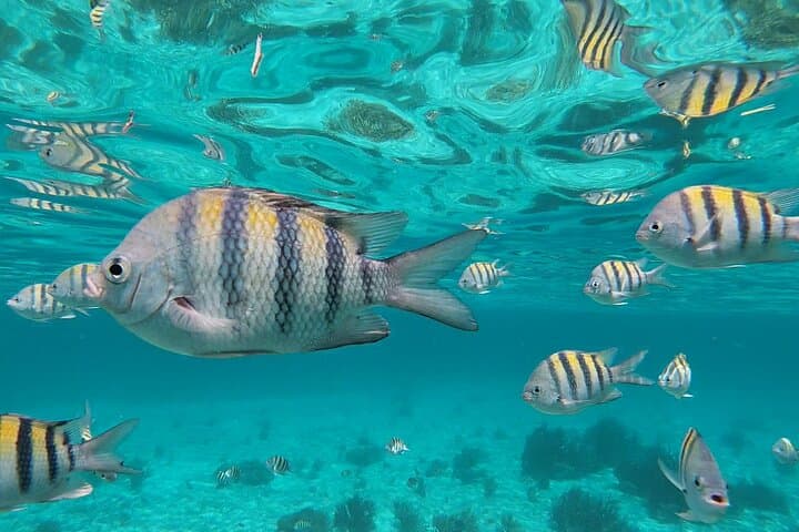 Isla Mujeres Underwater Museum Snorkel: Explore MUSA and El Farito Reefs photo 2