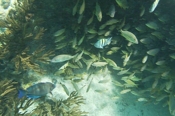 Isla Mujeres Underwater Museum Snorkel: Explore MUSA and El Farito Reefs photo 3