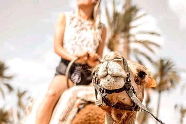 Day Trip to Marrakesh from Casablanca: Guided City Tour & Camel Ride photo 3