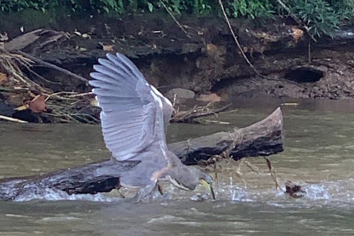Peñas Blancas Safari Float: Arenal River Wildlife Floating Tour photo 2