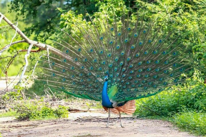 Sri Lanka 18-Day Wildlife & Nature Expedition — Whales, Elephants and Cultural Sites photo 5