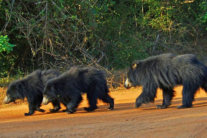 Sri Lanka 18-Day Wildlife & Nature Expedition — Whales, Elephants and Cultural Sites photo 6