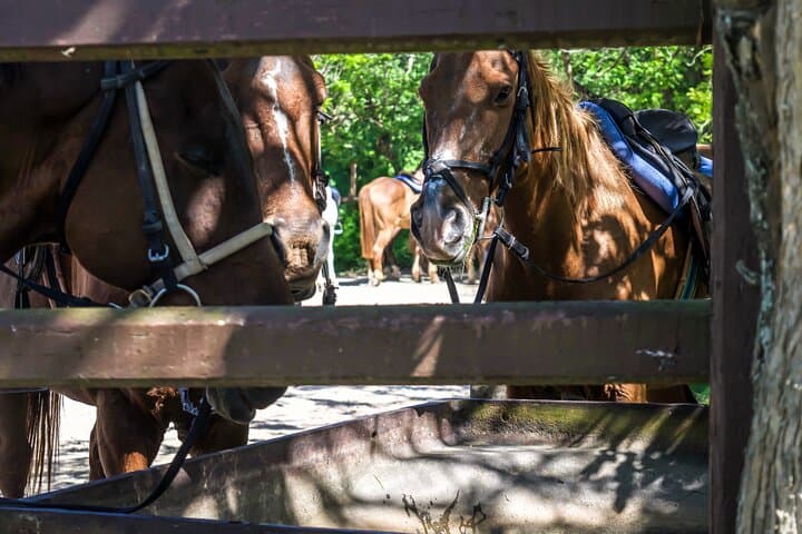 Horseback Riding to Blue Hole with Local Lunch in Ocho Rios photo 4