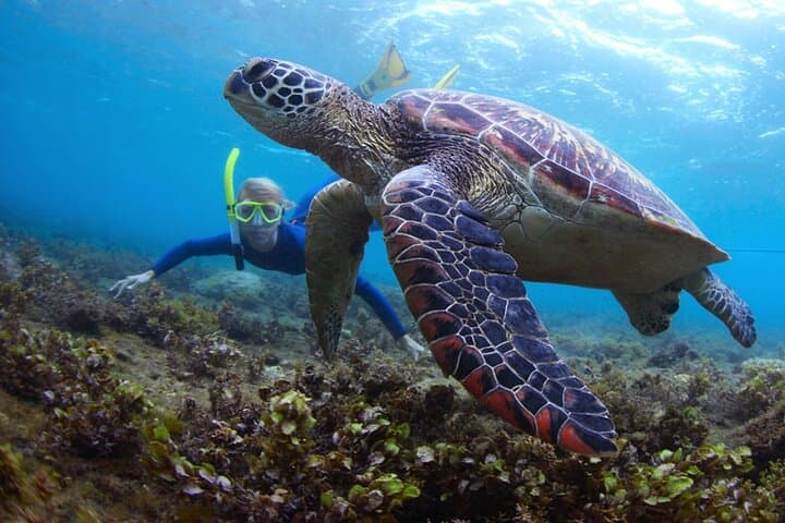 Snoopy Island Snorkel & Watersports Day Trip — Fujairah's East Coast