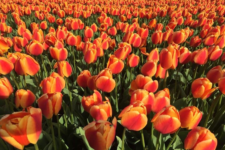 Private Electric Flowerfields Tour from Leiden: Tulips, Polders & Herring Tasting photo 3