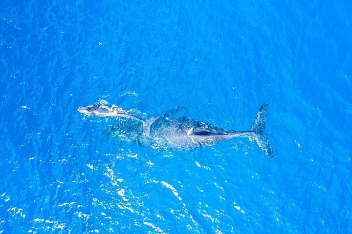 Private Super Raft Snorkel to Molokini & Coral Gardens — Maui 3-Hour Charter photo 4