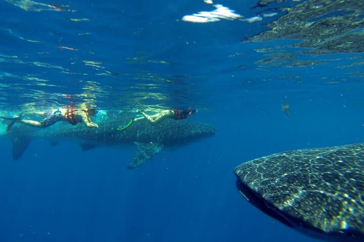 Swim with Whale Sharks: Full-Day Riviera Maya Encounter from Playa del Carmen photo 2