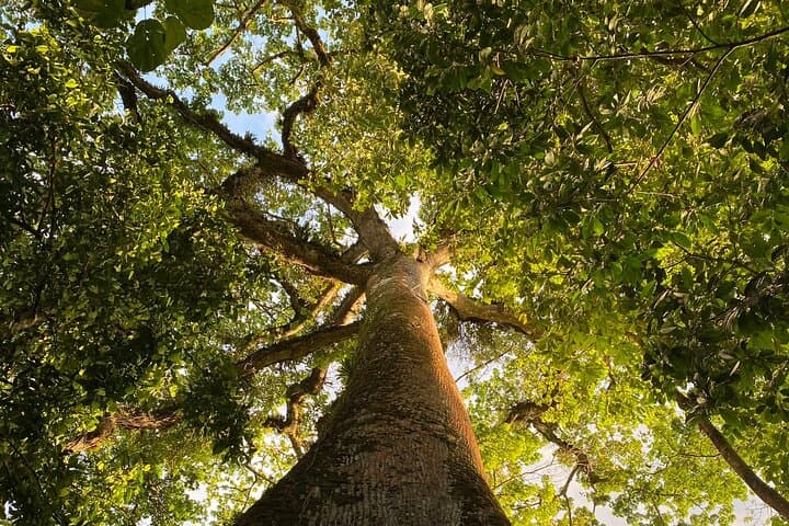 Guanacaste Rural Rainforest Experience: Guided Walk at Finca Los Wilas photo 5