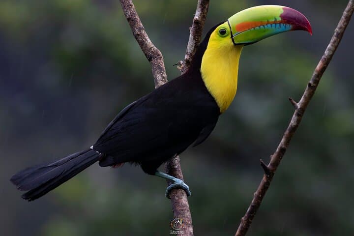 Guanacaste Rural Rainforest Experience: Guided Walk at Finca Los Wilas photo 6