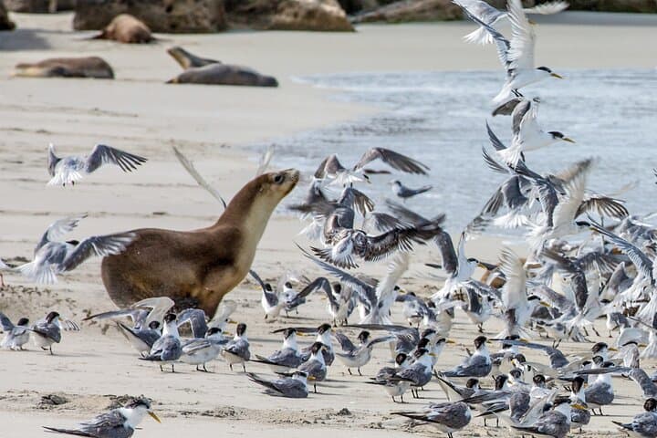 Full-Day Kangaroo Island Highlights: Seal Bay, Remarkable Rocks & Admirals Arch photo 2