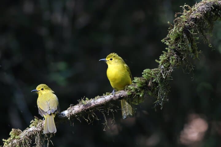 Dandeli Bird Photography Tour: Western Ghats Endemic Birds & Field Naturalist