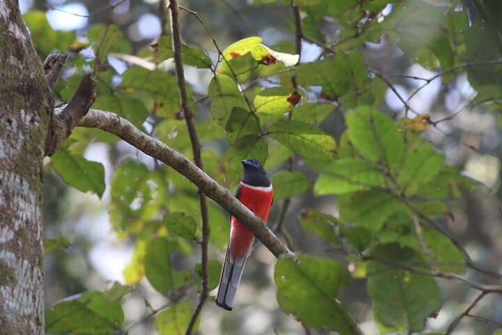 Dandeli Bird Photography Tour: Western Ghats Endemic Birds & Field Naturalist photo 2