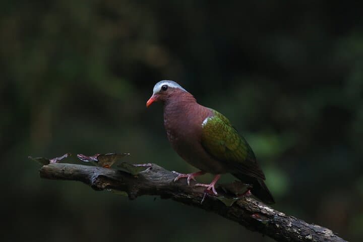 Dandeli Bird Photography Tour: Western Ghats Endemic Birds & Field Naturalist photo 3