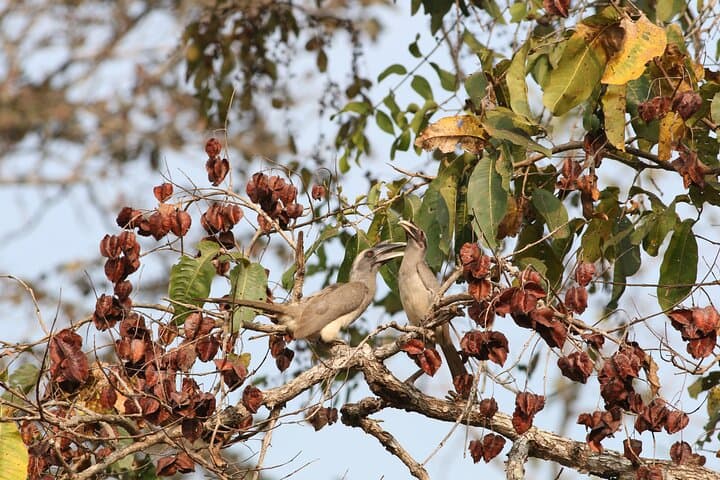 Dandeli Bird Photography Tour: Western Ghats Endemic Birds & Field Naturalist photo 5