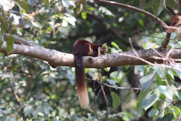 Dandeli Bird Photography Tour: Western Ghats Endemic Birds & Field Naturalist photo 6
