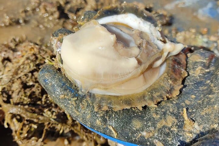 Private Oyster and Wine Tasting with Scenic Boat Ride in Mali Ston photo 4