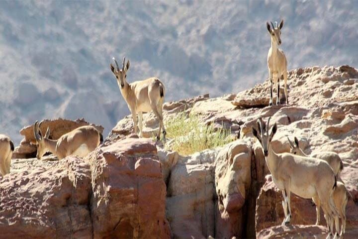 Hiking the Wadi Mujib Ibex Trail: Dead Sea Views from Amman