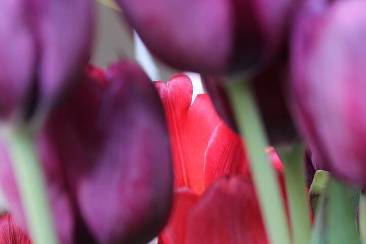 Private Electric Flowerfields Tour from Leiden: Tulips, Polders & Herring Tasting photo 2
