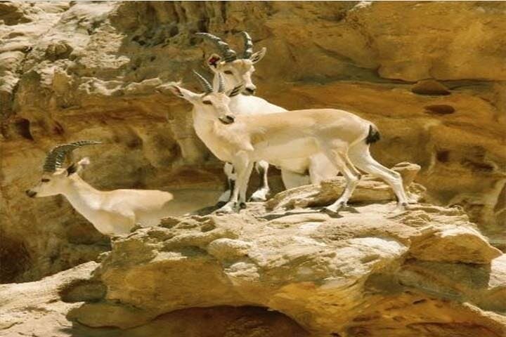 Hiking the Wadi Mujib Ibex Trail: Dead Sea Views from Amman photo 6