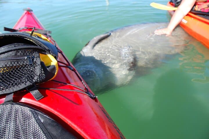 Fort Lauderdale Tropical Kayak Tour: Wilton Manors Mangrove & Island Adventure photo 4