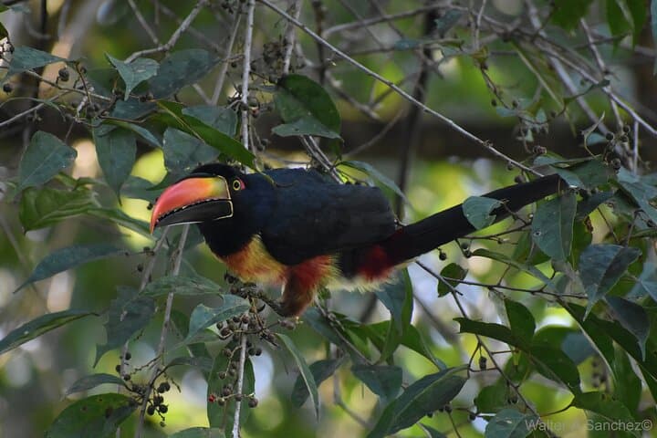 Corcovado Los Planes Birding Tour — Guided Birdwatching from Drake Bay photo 3