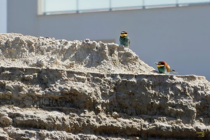 Path of the Cliffs: Torre Olivieri Coastal Walk & Bee-Eater Bay photo 2